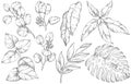 Set with leaves. Botanical illustration. Foliage, monstera, eucalyptus. Floral set. Black and white