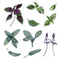 Set of leaves, branches and flowers of basil and sage. Watercolor illustration