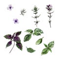 Set of leaves, branches and flowers of basil and thyme. Watercolor illustration