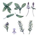 Set of leaves, branches and flowers of rosemary and sage. Watercolor illustration Royalty Free Stock Photo