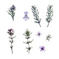 Set of leaves, branches and flowers of rosemary and thyme. Watercolor illustration