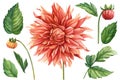 Set of leaves bud and flower on a white isolated background. Watercolor dahlia of botanical drawings Royalty Free Stock Photo