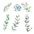 Set of leaves eucalyptus and succulent on white background. Hand draw watercolor illustration.