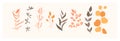 Set of leaves, flowers, plants. Floral wedding objects, botanical foliage. Elegant herbal spring illustration, vector