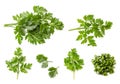 Set of leaves of fresh parsley on a white background, isolated. The view from top Royalty Free Stock Photo