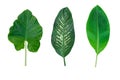 Set of leaves isolated on white background for decor your project
