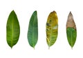 Set of Leaves Mango Plant Fresh Leave, Old leaves, Half Fresh and Dry Leave Isolate on White Background with Clipping path, leaf