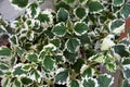 Set of leaves of Plectranthus Forsteri Royalty Free Stock Photo