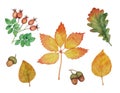 Set of leaves, sprig of rose hips and acorns. Watercolor drawing on the autumn theme. Isolated decorative elements and Royalty Free Stock Photo