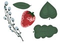 Set with leaves, strawberry and a branch with cotton