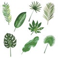 Set of leaves of tropical plants. Collection of exotic leaves. Colored Vector illustration.