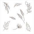 A set of leaves, twigs and spikelets in the doodle style. A hand-drawn vector illustration isolated on a white