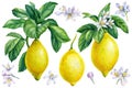 Set lemon branches, leaves, flowers on isolated white background, watercolor illustration, ripe citrus fruit Royalty Free Stock Photo