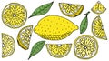 Set of lemon fruits hand drawn, isolated. Yellow lemon, slice, quarter. Design elements. Vector illustration