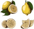 A set of lemon linart pictures