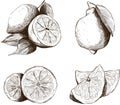 A set of lemon linart pictures