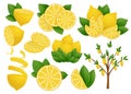 Set of Lemon slice. Vector illustration on white background. Lemon tree. Fresh sour lemon icon. Logo design Royalty Free Stock Photo