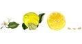 Set with Lemon tree parts such as citrus flower, a fruit, a half