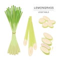 Set of Lemongrass Vegetable Slices. Organic and healthy food isolated element Vector illustration.