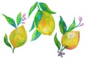 Set of lemons on a branch