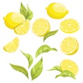 Set of lemons. Collection of slices of lemon. Illustration of juicy citrus. Drawing for children.