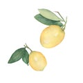 Set of Lemons isolated on white background. Hand drawn watercolor illustration.Fresh lemon with green leaves. Food element for Royalty Free Stock Photo