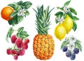 Set of lemons, tangerine, pineapple, raspberry and blackberry, watercolor botanical illustration, fruits and berries
