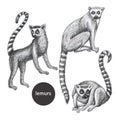 Lemurs pattern drawing silhouette tropical animals isolate object background primacy