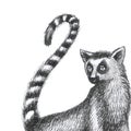 Lemurs pattern drawing silhouette tropical animals isolate object background primacy