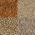 Set of leopard, cheetah, tiger and zebra skins. Royalty Free Stock Photo
