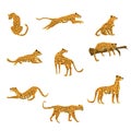 Set of leopards in various poses cute trend style, animal predator mammal, jungle. Vector illustration isolated on white