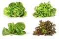 Set with lettuce salad on white background. Royalty Free Stock Photo