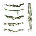 Set of lianas. Vine winding branches without leaves. Jungle tropical climbing plants cartoon vector illustration Royalty Free Stock Photo