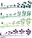 Set of life cycles of different agricultural plants. Growth stages of tomato, pepper, eggplant and cucumber plant