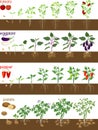 Set of life cycles of nightshade plants pepper, tomato, potato and eggplant.