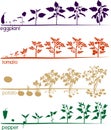 Set of life cycles of nightshade plants