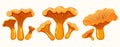 Set of light orange chanterelle mushrooms