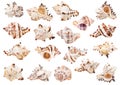 Set of light shells of sea snails isolated