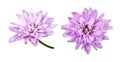 Set of lilac aster flowers