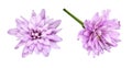 Set of lilac aster flowers