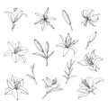 Set Lily flower, bud and leaf. Hand drawn outline illustration. Vector sketch Royalty Free Stock Photo