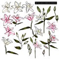 Set of lily flower white and pink blooming hand drawn style in vector EPS10 Royalty Free Stock Photo