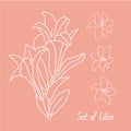 Set of lily flowers drawings. vector illustration. line drawn flower. botanical art