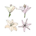 Set Lily flowers. Hand drawn illustration. Vector sketch Royalty Free Stock Photo