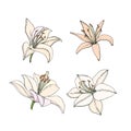 Set Lily flowers. Hand drawn illustration. Vector sketch Royalty Free Stock Photo