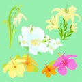 Set lily flowers jasmine, hibiscus, snowdrop vector illustration