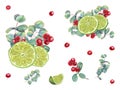 Set of lime wedges with eucalyptus sprigs and cranberries. Juicy citrus slices, ripe red berries, green leaves. Lemon, fruit,