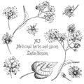 Set of Linden blossom hand drawn patterns with flowwer, lives and branch in black color on white background. Retro vintage graphic
