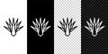Set line Agave icon isolated on black and white,transparent background. Traditional Mexican plant. Vector Royalty Free Stock Photo
