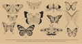 Set of line butterflies